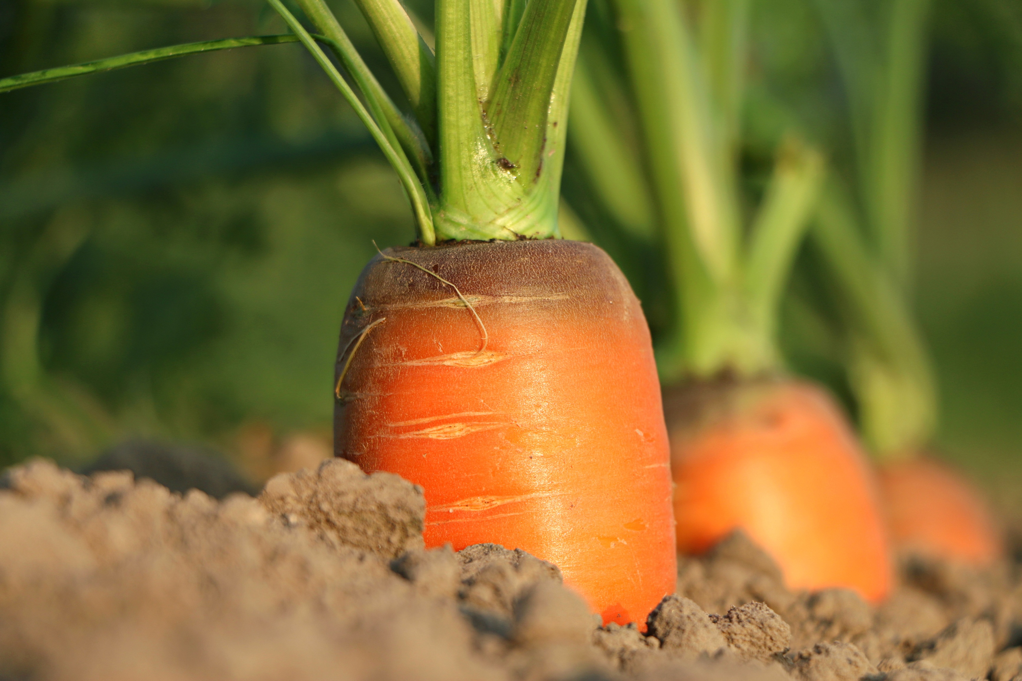 IN VORBEREITUNG: Vorsommer im ökologisch bewirtschafteten Kleingarten